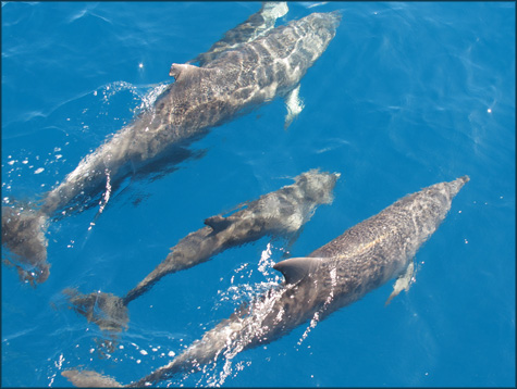 dolphins