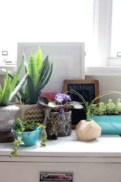 Houseplants | PepperDesignBlog.com