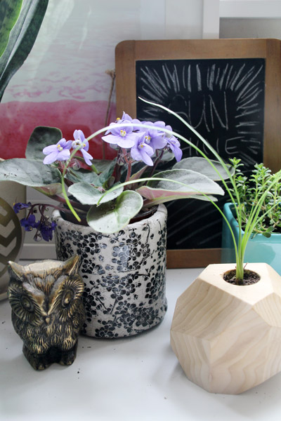 Houseplants | PepperDesignBlog.com