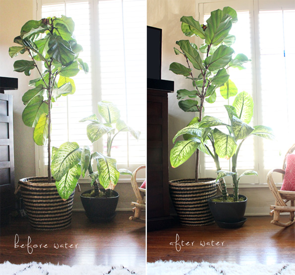 Caring for My Fiddle Leaf Fig | PepperDesignBlog.com