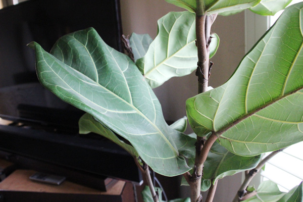 Caring for My Fiddle Leaf Fig | PepperDesignBlog.com