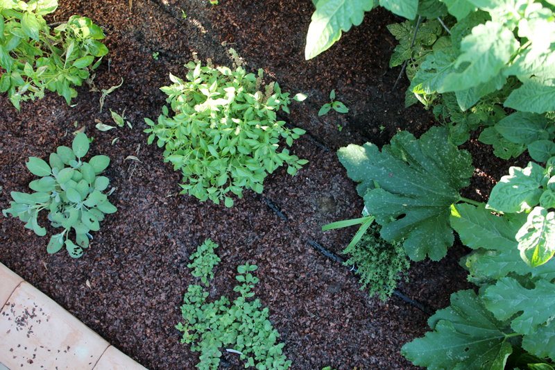 A Garden Box Harvest | PepperDesignBlog.com