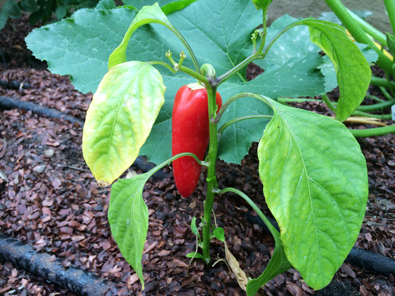 A Garden Box Harvest | PepperDesignBlog.com