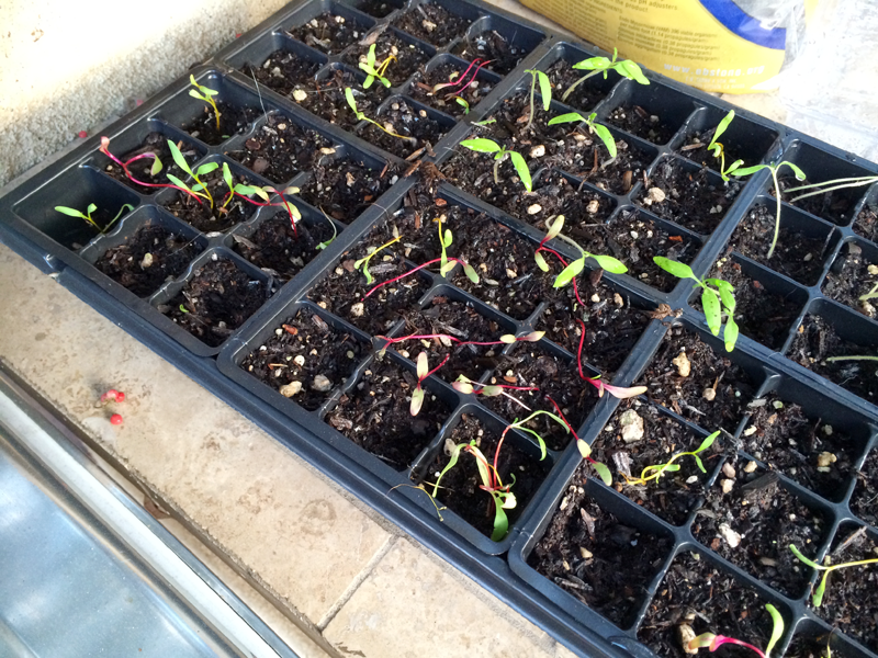 A Garden Box Harvest | PepperDesignBlog.com