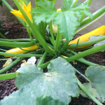 Good Eats: Summer Squash & Creamy Goat Cheese Pasta