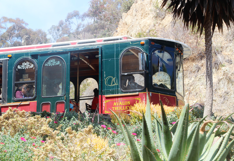 A Guide to Catalina Island | PepperDesignBlog.com