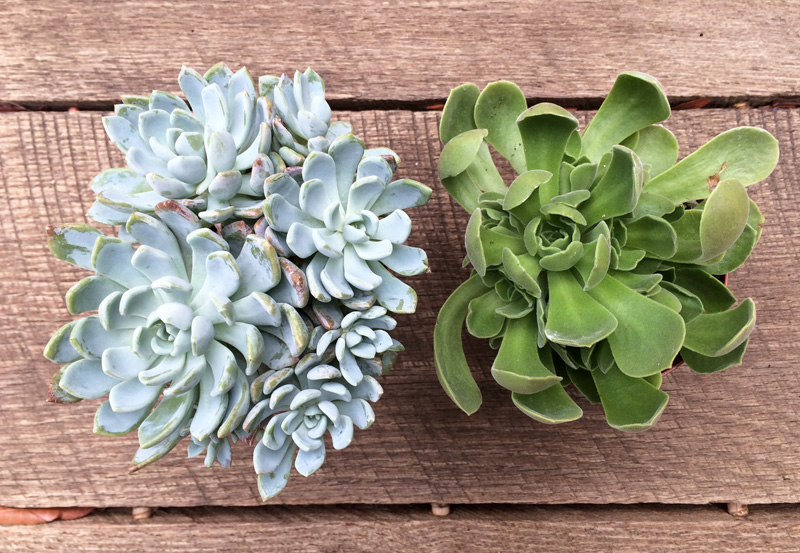 Succulent Propagating | PepperDesignBlog.com