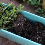 Bringing the Outdoors In, a New Houseplant Collection