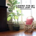 Tips for Caring for Fiddle Leaf Figs