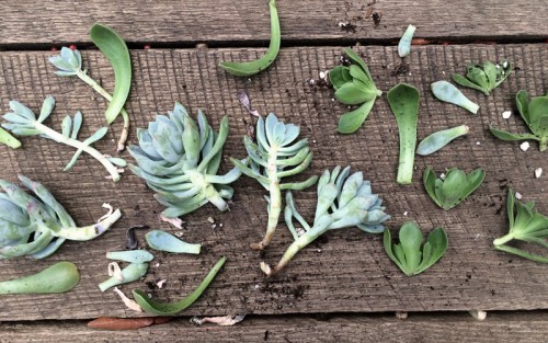 Succulent Propagating | PepperDesignBlog.com