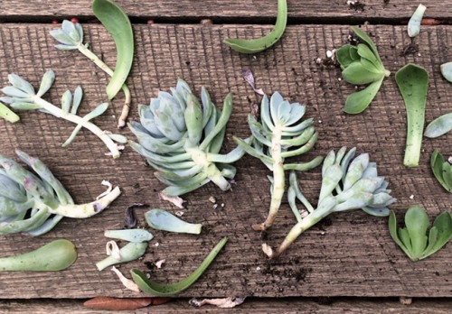 Succulent Propagating | PepperDesignBlog.com