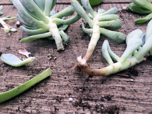 Succulent Propagating | PepperDesignBlog.com
