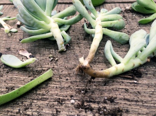 Succulent Propagating | PepperDesignBlog.com