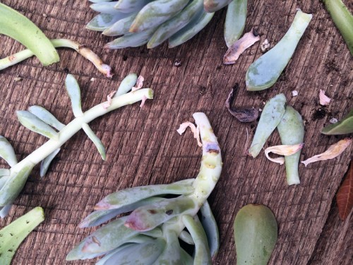 Succulent Propagating | PepperDesignBlog.com