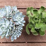 An Experiment in Succulent Propagation