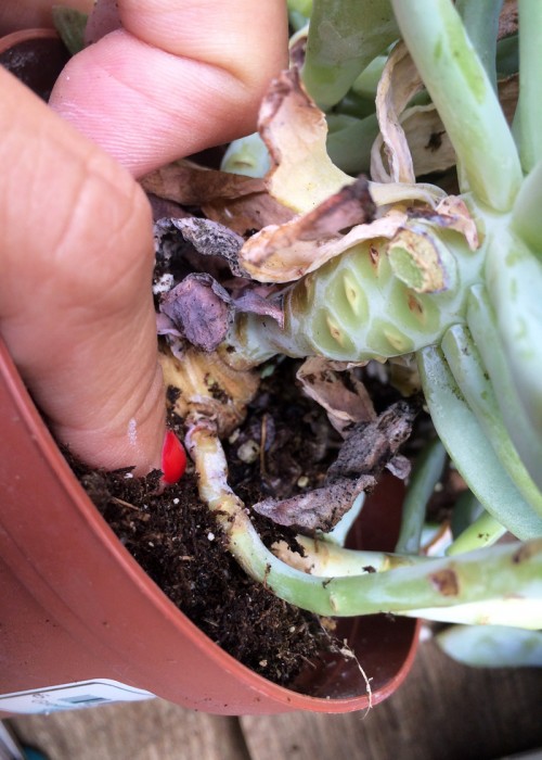 Succulent Propagating | PepperDesignBlog.com
