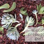 An Experiment in Succulent Propagation, Part 2