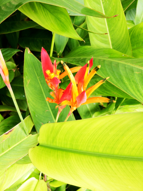 Maui Vacation | PepperDesignBlog.com