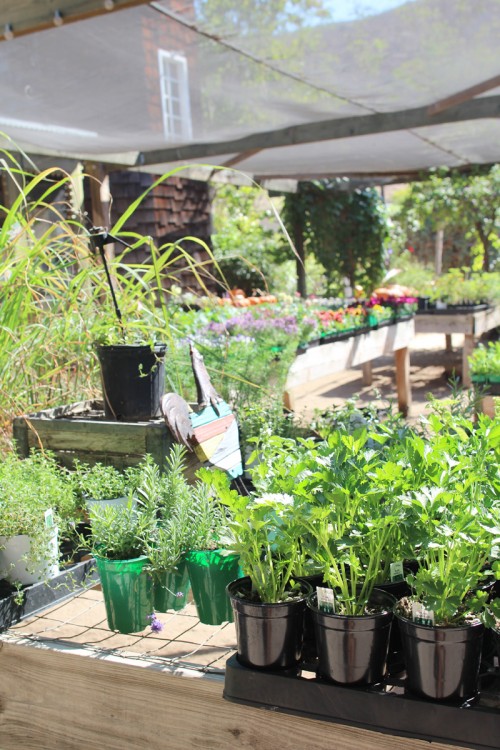 Pumpkin Patch 2014 | PepperDesignBlog.com