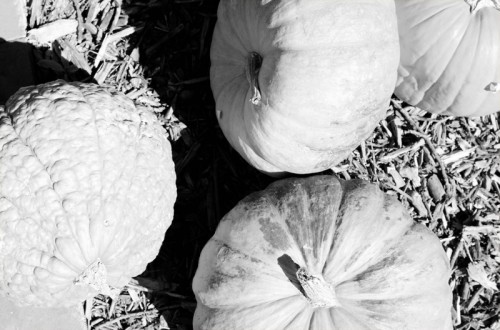 Pumpkin Patch 2014 | PepperDesignBlog.com