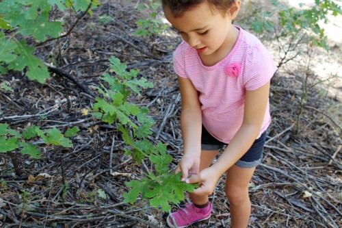 Family Hikes | PepperDesignBlog.com