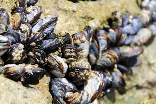 A Day at the Tidepools | PepperDesignBlog.com
