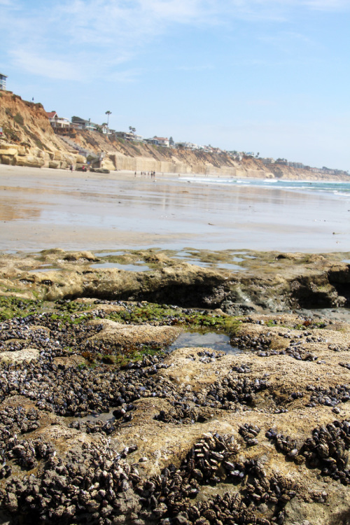 A Day at the Tidepools | PepperDesignBlog.com