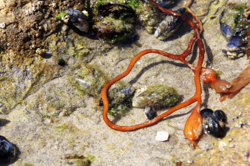 A Day at the Tidepools | PepperDesignBlog.com
