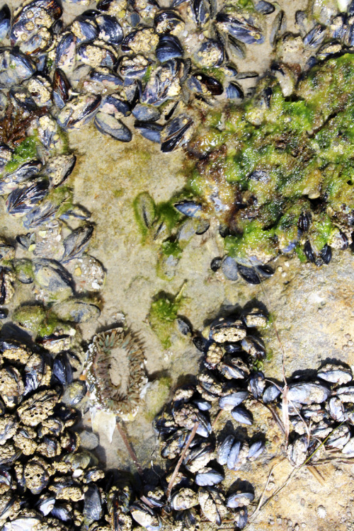 A Day at the Tidepools | PepperDesignBlog.com