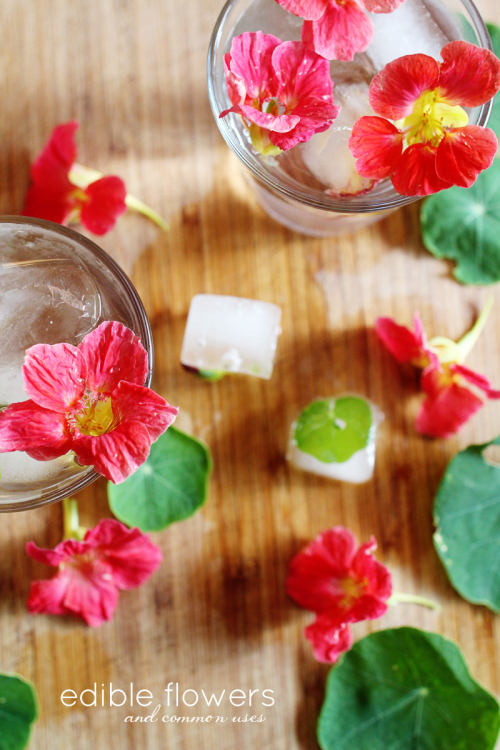 Edible Flowers | PepperDesignBlog.com