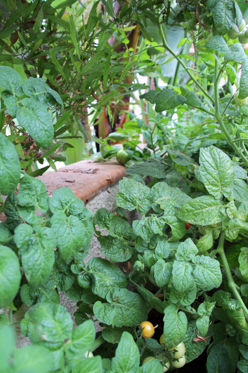 A Garden Box Update: Summer | Edyn | PepperDesignBlog.com