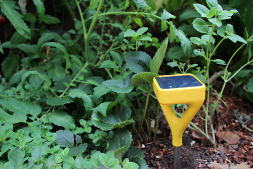 A Garden Box Update: Summer | Edyn | PepperDesignBlog.com