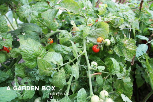 A Garden Box Update: Summer | Edyn | PepperDesignBlog.com