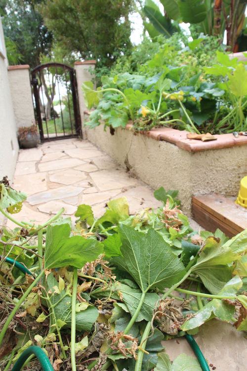 A Garden Box Update: Summer | Edyn | PepperDesignBlog.com